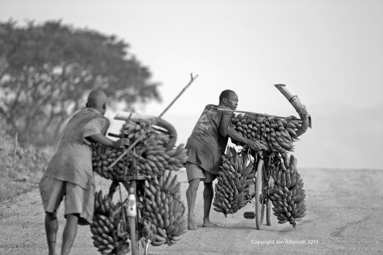 Bananas being taken to market on bicyles Kenya Bananas being taken to market on bicyles Kenya